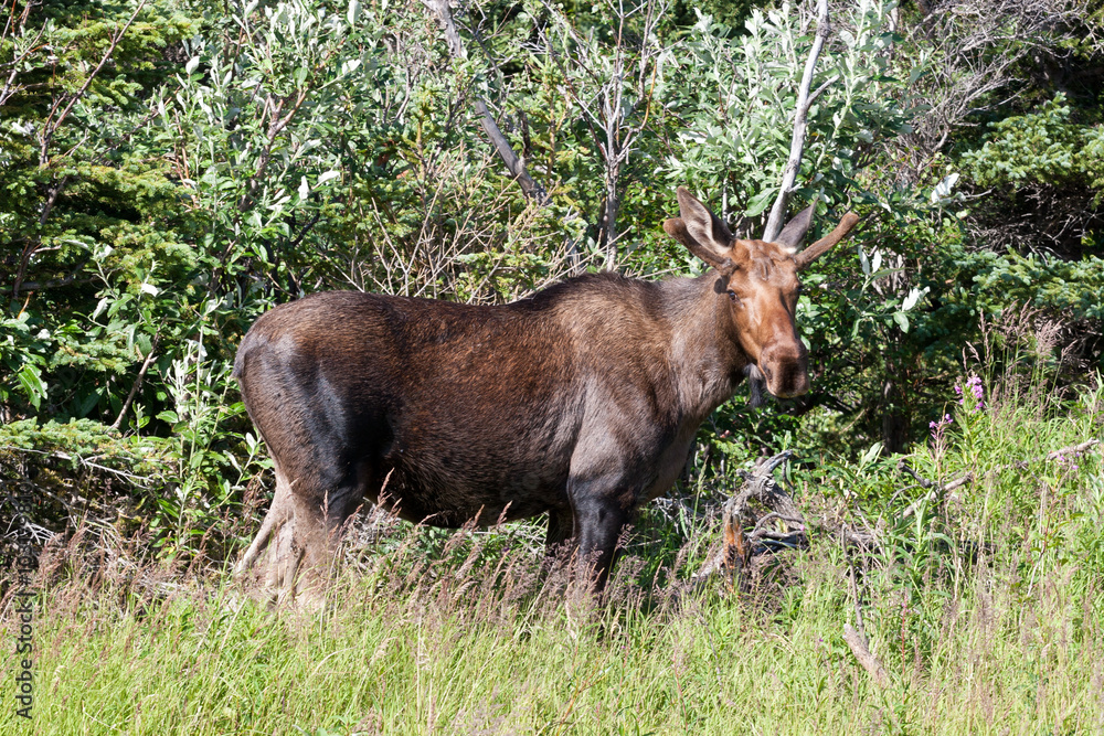Spike fork moose Spike fork moose