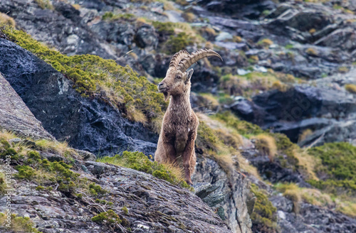 Male ibex posing