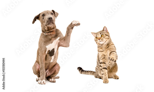Playful puppy Pit bull and cat Scottish Straight