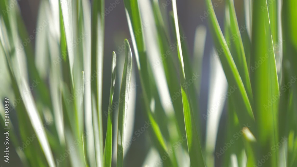 Green grass on the wind backlight low motion HD 1920X1080 footage - Grass slow moving on wing close-up FullHD 1080p video Green grass on the wind backlight low motion HD 1920X1080 footage - Grass slow moving on wing close-up FullHD 1080p video