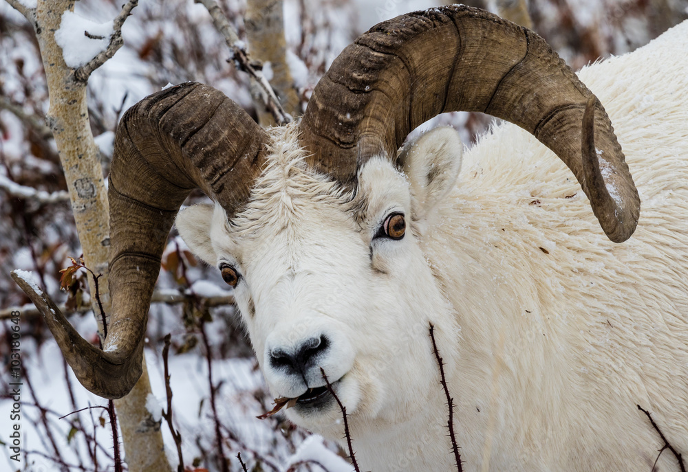 Obraz premium Full-curl Dall sheep ram in Denali National Park