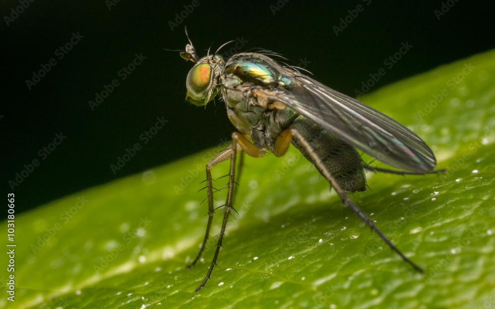 Macro photo of a Dolichopodidae fly, insect
Macro photo of a Dolichopodidae fly, insect