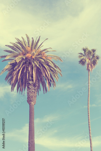 Palm trees at Santa Monica beach.california-vintage style © 2mmedia