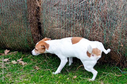 Konstfotografi Jack Russell Terrier peeing on hay bale on a farm