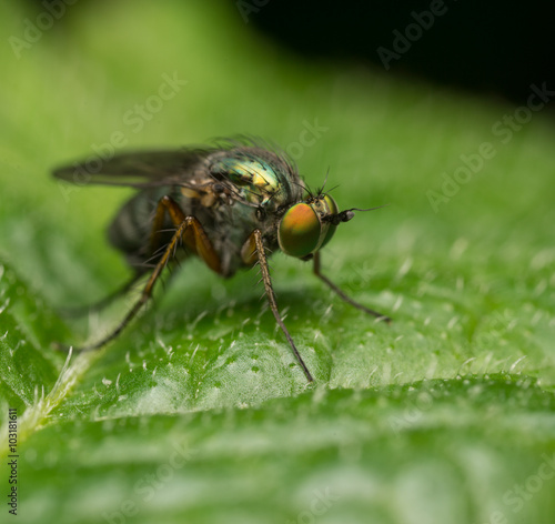 Macro photo of a Dolichopodidae fly, insect 