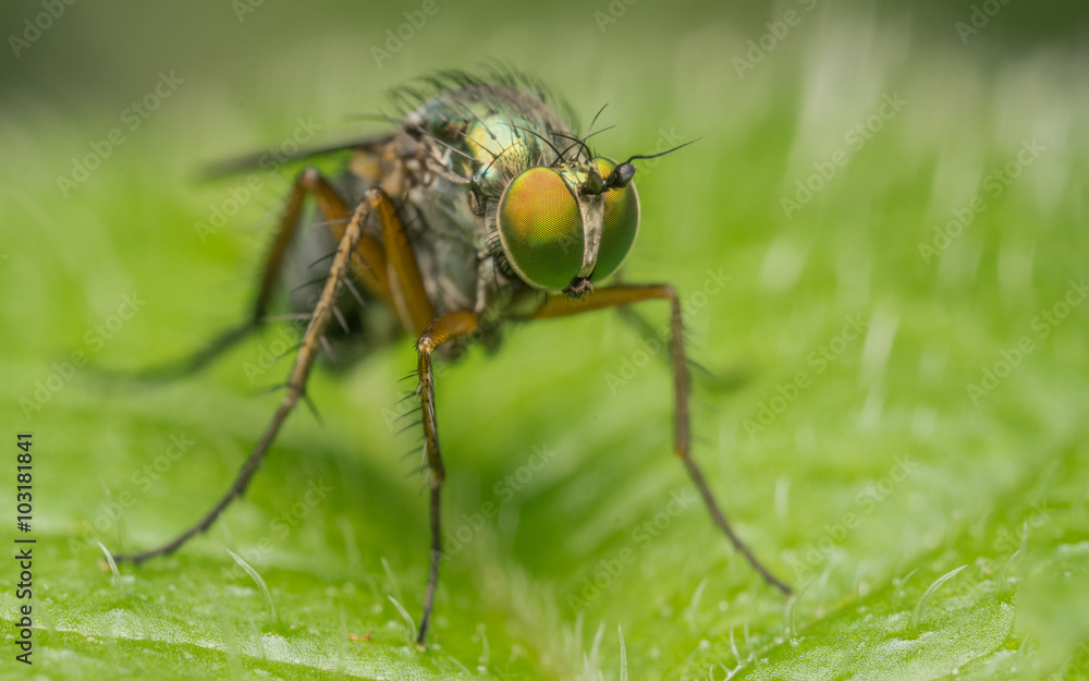 Fototapeta premium Macro photo of a Dolichopodidae fly, insect