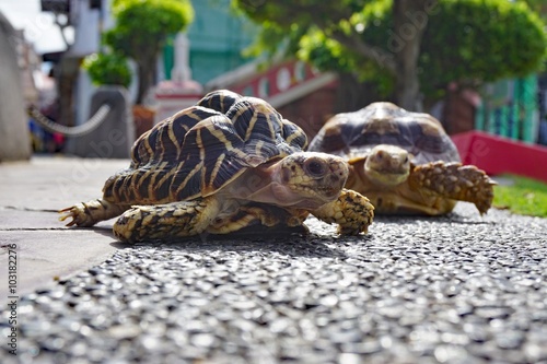 Two wild turtles crossing the street in Malacca