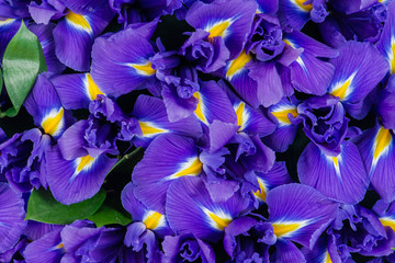 Papier peint photo Iris Détail texturé des fleurs d'iris  © smspsy