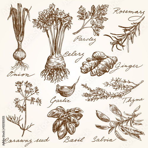 hand drawn herbs collection