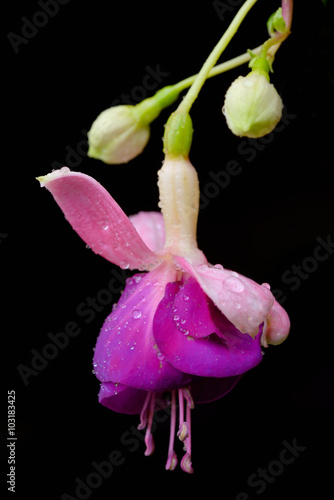 Fototapeta Naklejka Na Ścianę i Meble -  Fuchsia flower or Onagraceae