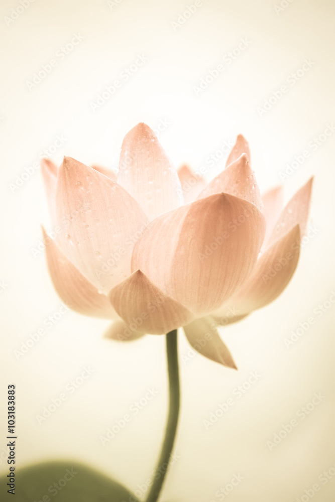 sweet pink lotus in soft color and blur style on mulberry paper texture
