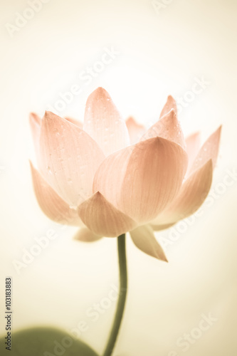 sweet pink lotus in soft color and blur style on mulberry paper texture
