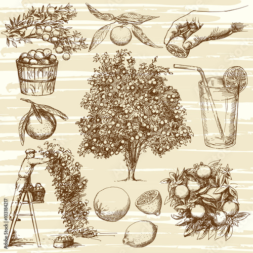 Hand drawn orange fruit and tree. Lemon and tangerine. Orange tr