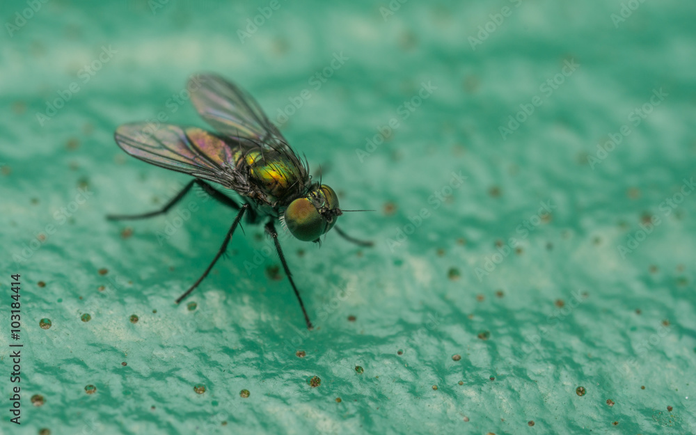 Fototapeta premium Macro photo of a Dolichopodidae fly, insect 