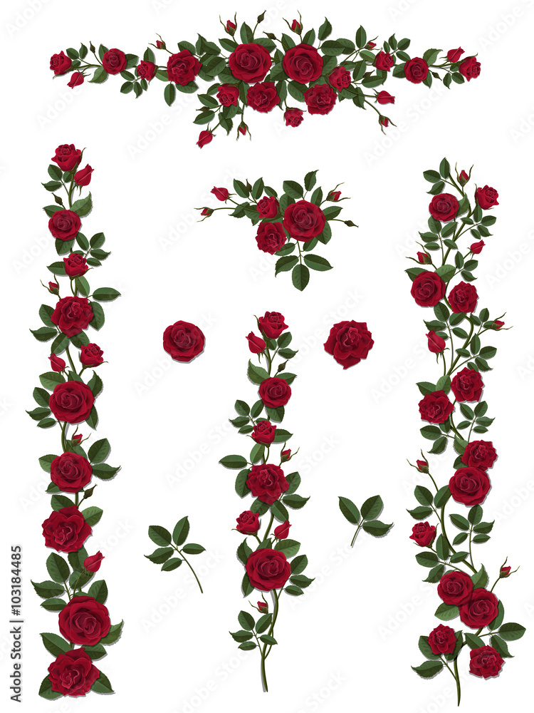Fototapeta premium Branches climbing red rose flower with leaves and buds. Elements can be used as a Art Brush (scale proportionately) to create of any curled form. To decorate the balcony facades, fence, wall, card.