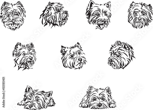 Dog, terrier, portrait, west-highland-white-terrier, white, black, vector, graphics, drawing, picture, stylization, image, isolated, illustration 