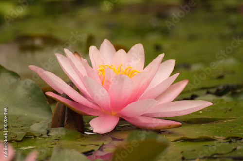 Waterlily