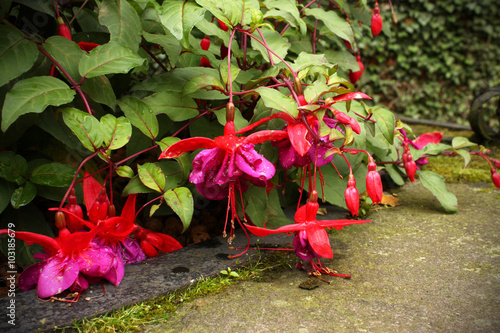 red-pink flowers bells in rain drops with leaves photo