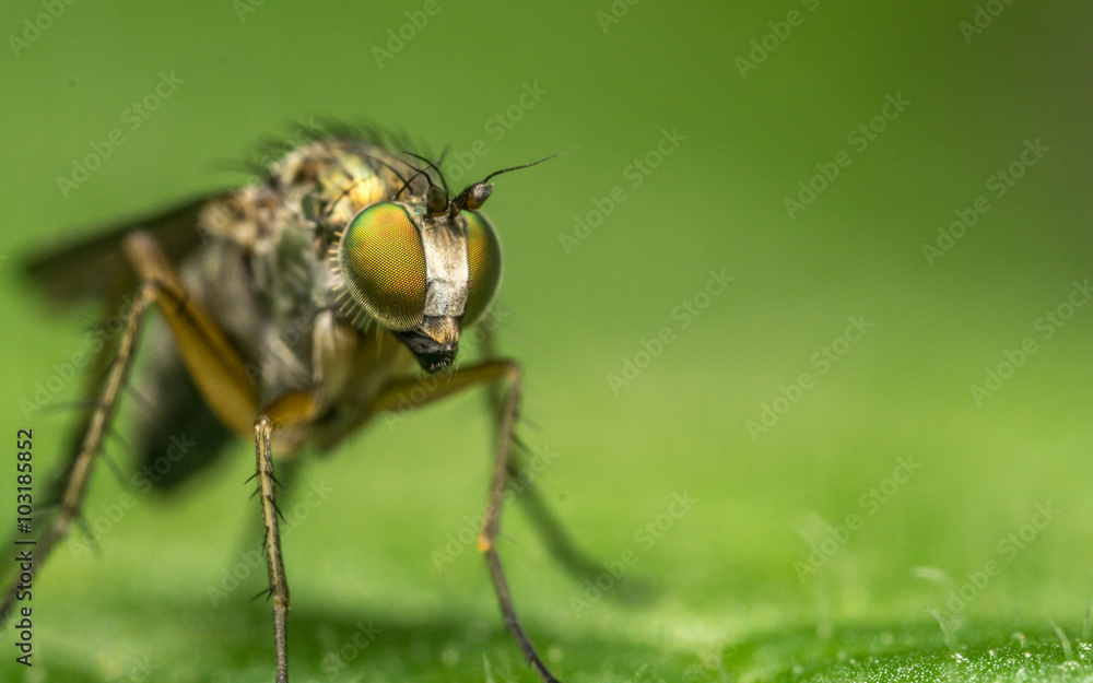 Macro photo of a Dolichopodidae fly, insect
Macro photo of a Dolichopodidae fly, insect