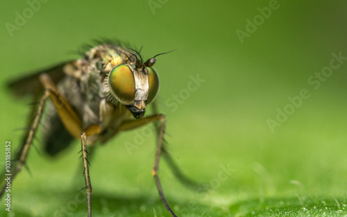 Macro photo of a Dolichopodidae fly, insect 