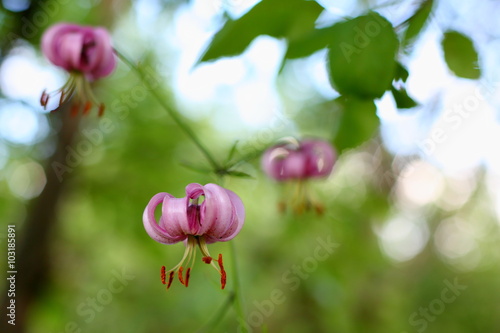 garden Lily turban photo