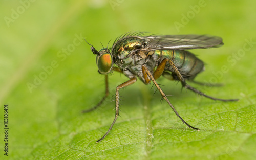 Macro photo of a Dolichopodidae fly, insect 