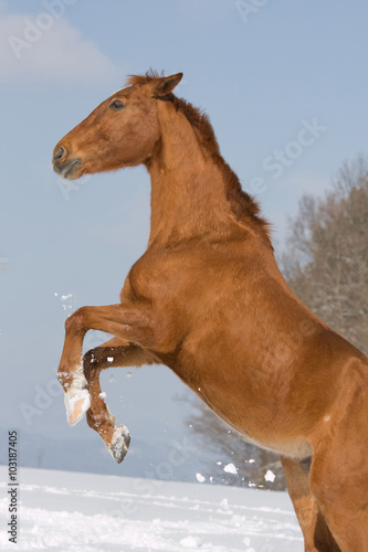 Portrait of sorrel prancing horse