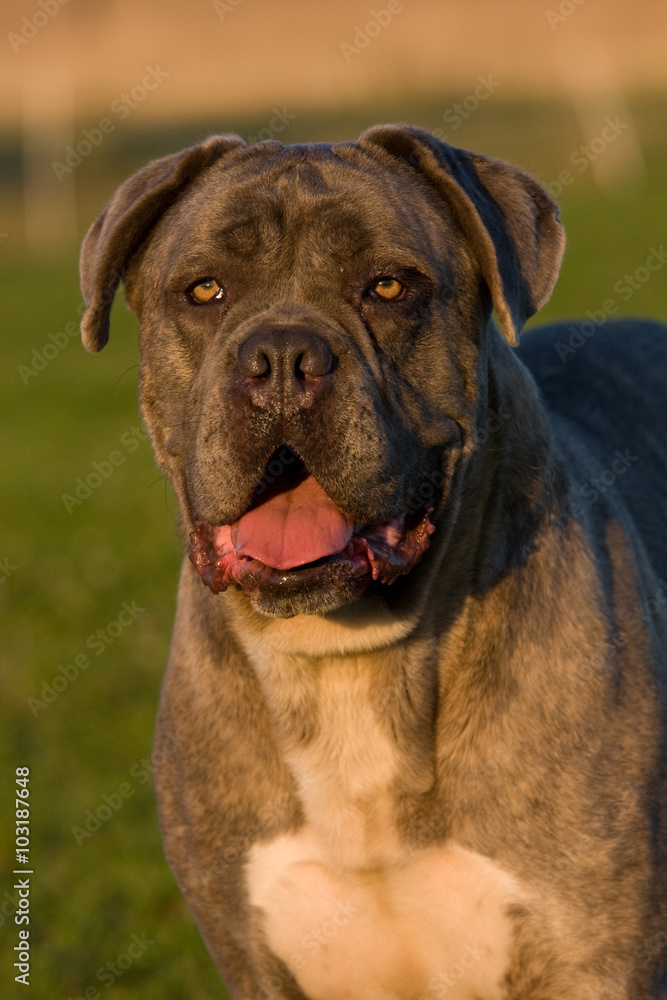 Portrait of big dog - cane corso