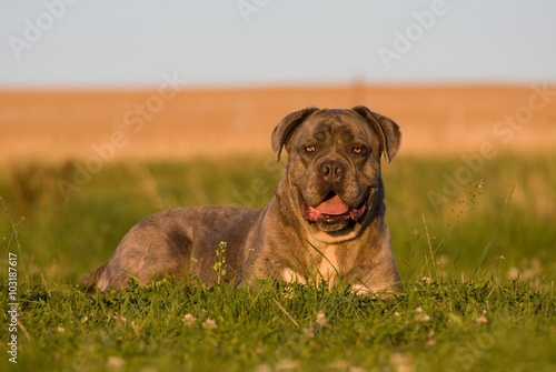 Portrait of big dog - cane corso