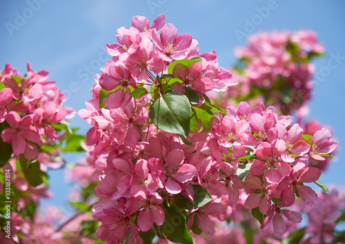 Pink apple-tree flowers photo