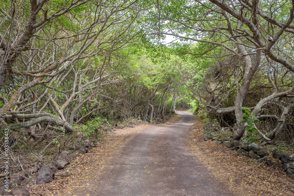 Fototapeta premium Path leading through a forest on Isabela