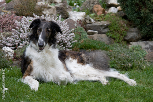 Laying beautiful dog in garden - Borzoi