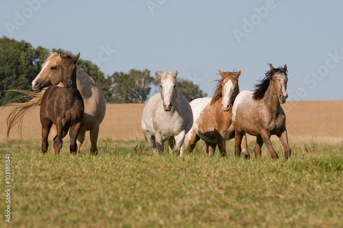 Four beautiful Appaloosa horses running on meadow