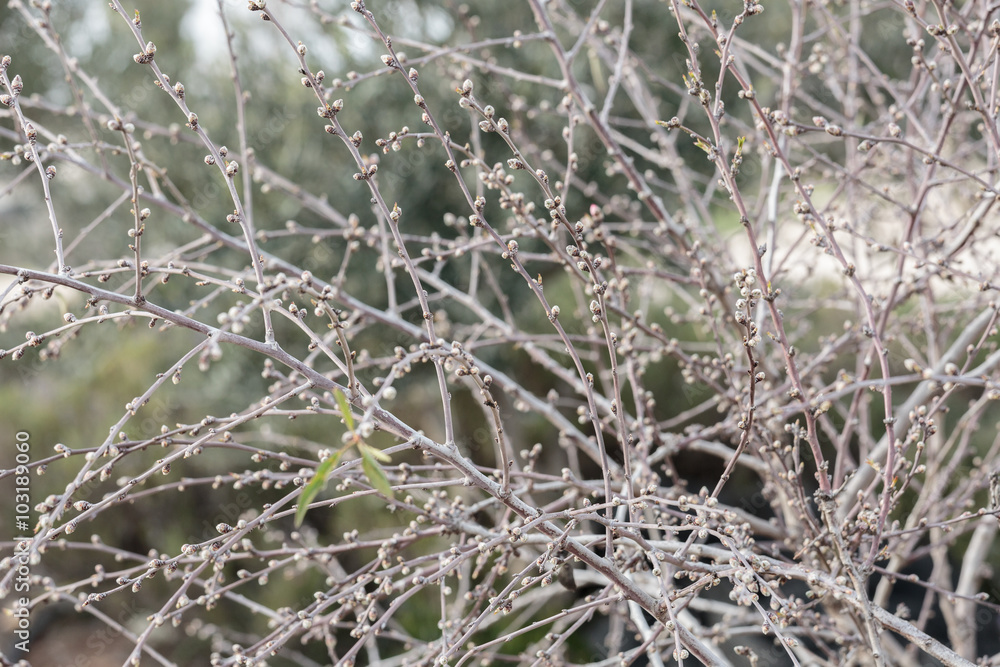 Small almond tree with buds Small almond tree with buds