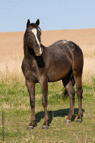 Beautiful appaloosa horse on meadow © lenkadan