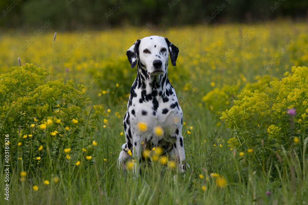 Portrait of nice dalmatian on meadow - obrazy, fototapety, plakaty 