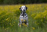 Portrait of nice dalmatian on meadow