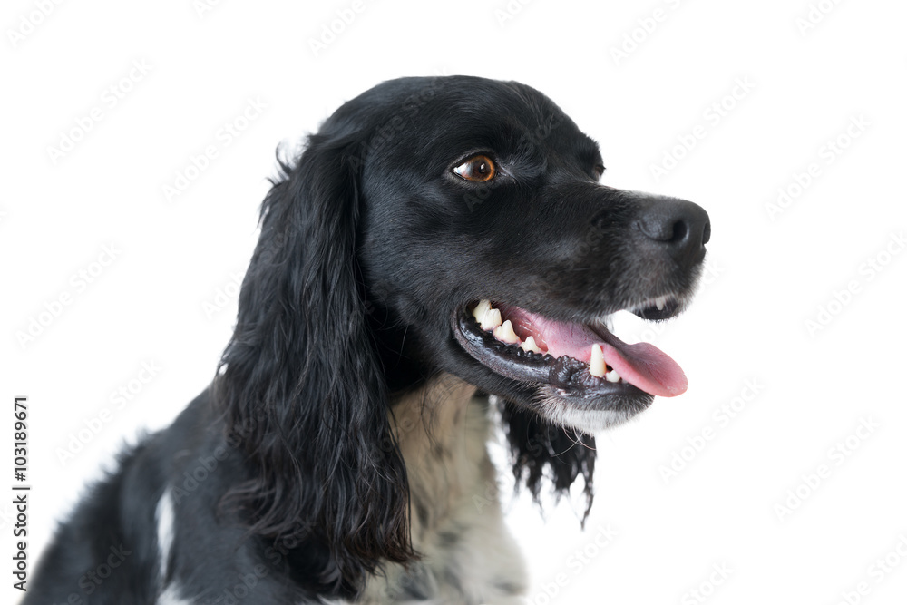 Close up of black and white purebred Brittany hunting dog canine pet isolated on white background with bright brown eyes panting and clean teeth