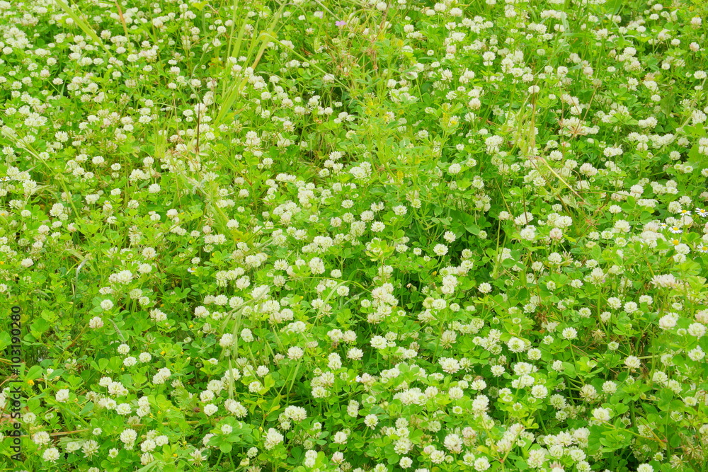 spring field with shamrocks flowers spring field with shamrocks flowers