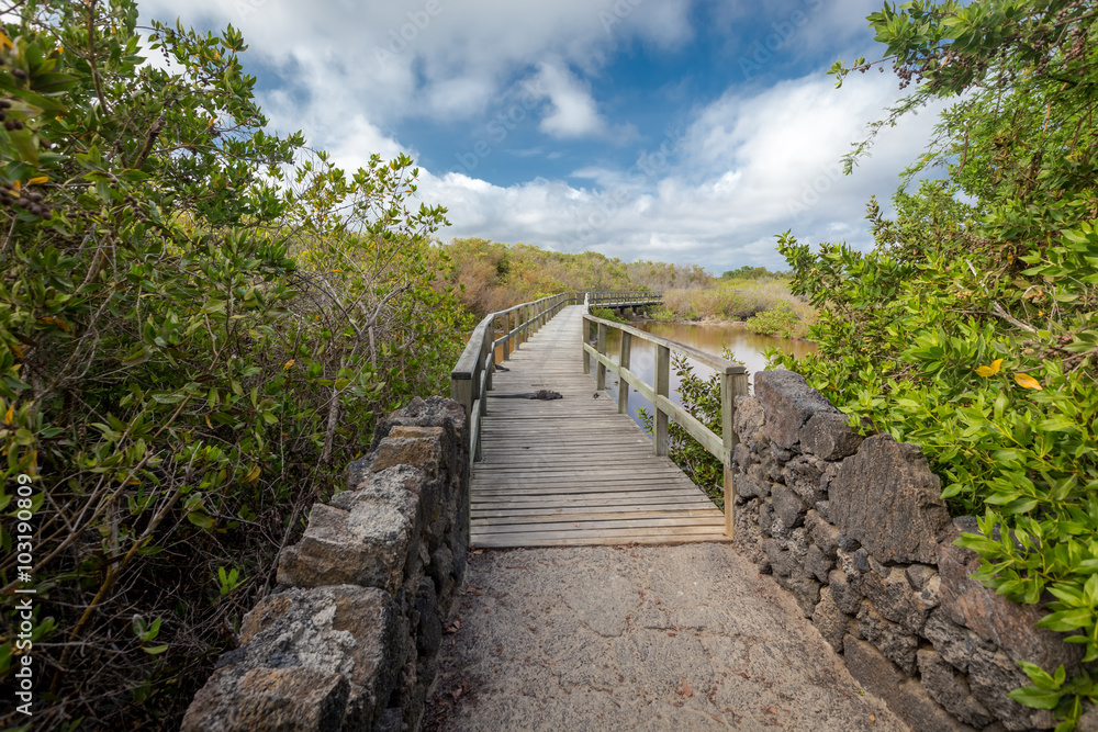 wooden path way across the mangrove on Isabela Island. Galapagos Islands. Ecuado