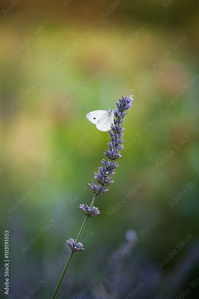 Fototapeta premium motyl na lawendzie