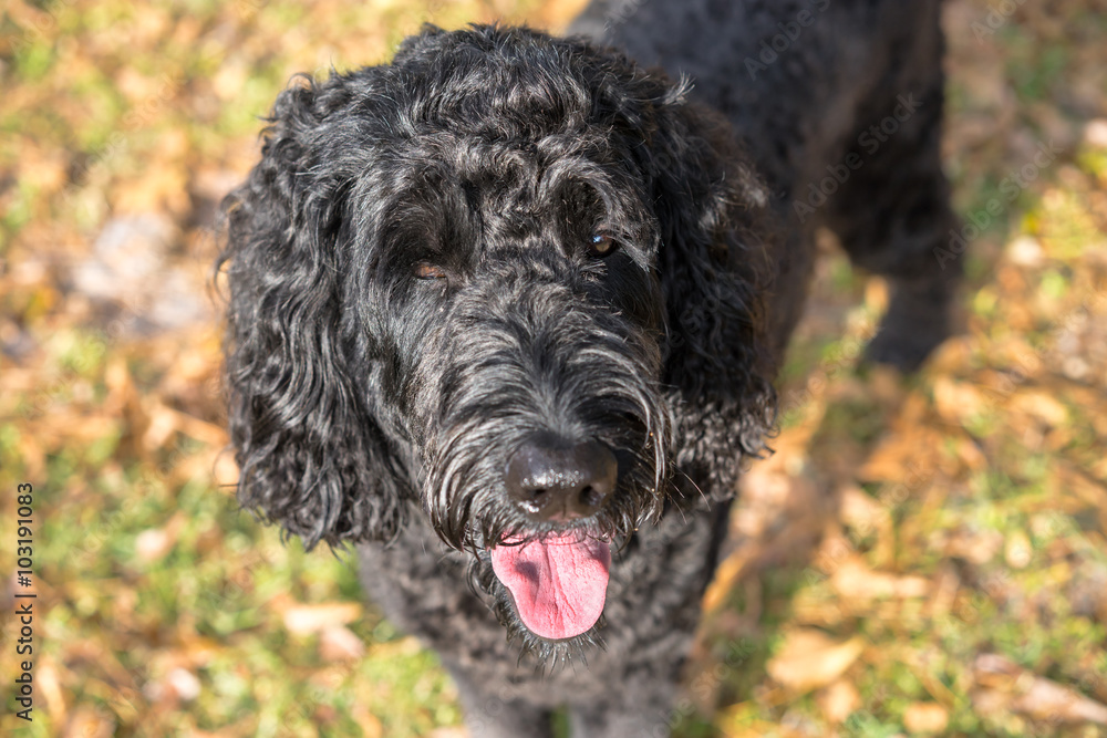 Black labradoodle labrador poodle dog pet standing outside watching waiting alert looking hot happy excited white panting smiling and staring forward