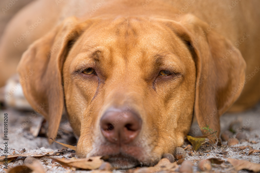 Rhodesian Ridgeback purebred domestic pet dog canine staring watching waiting looking focusing guarding with a serious thoughtful intelligent expression Rhodesian Ridgeback purebred domestic pet dog canine staring watching waiting looking focusing guarding with a serious thoughtful intelligent expression