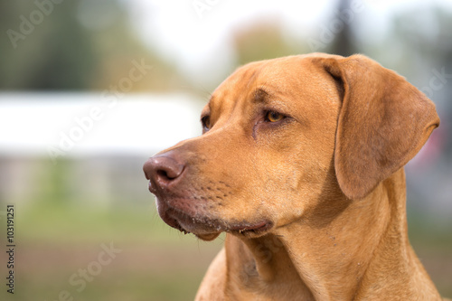 Rhodesian Ridgeback purebred domestic pet dog canine staring watching waiting looking focusing guarding with a serious thoughtful intelligent expression