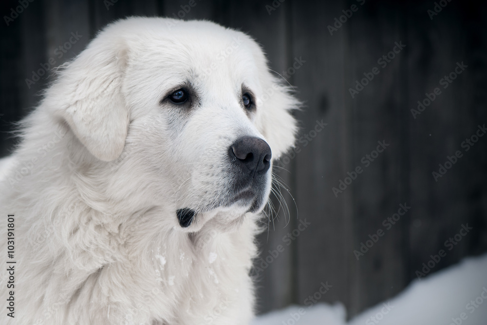 Portrait of Tatra shepherd dog on the nature wood background Portrait of Tatra shepherd dog on the nature wood background
