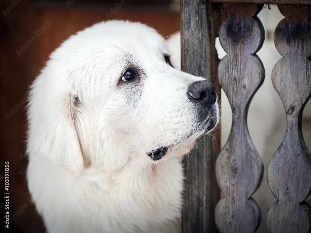 Portrait of Tatra Shepherd Dog Portrait of Tatra Shepherd Dog