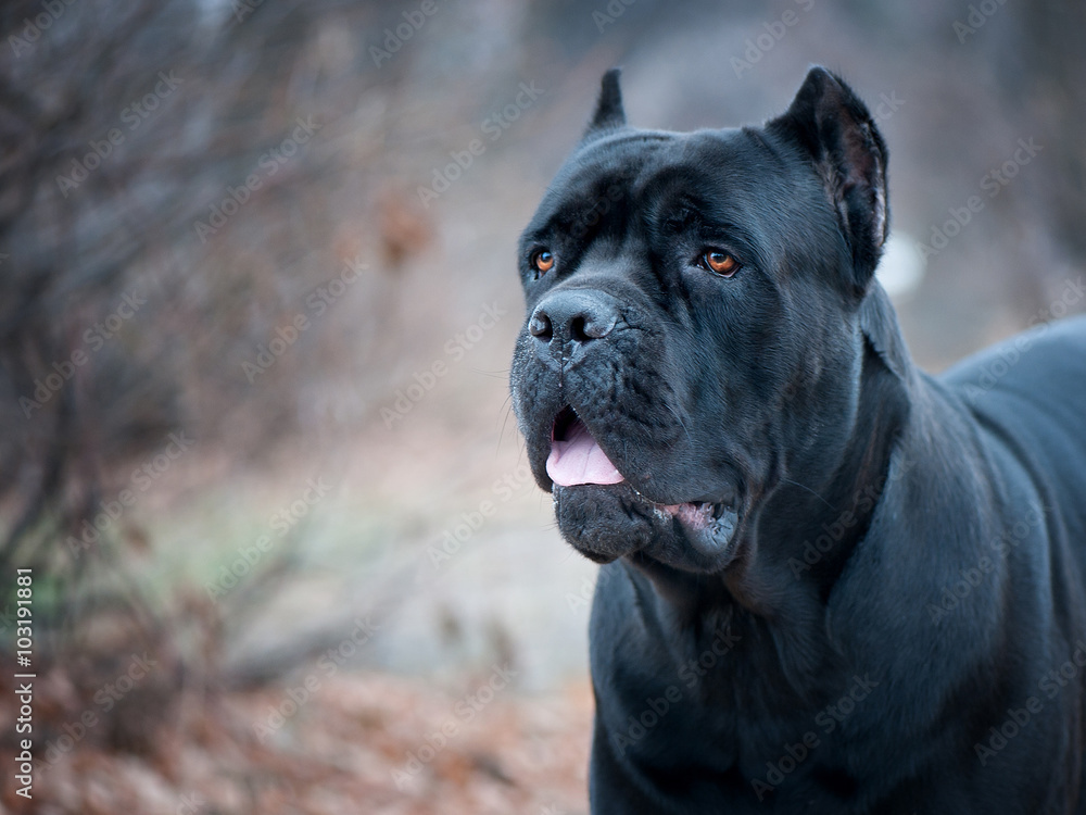 The portrait of Italian cane-corso dog in the park The portrait of Italian cane-corso dog in the park