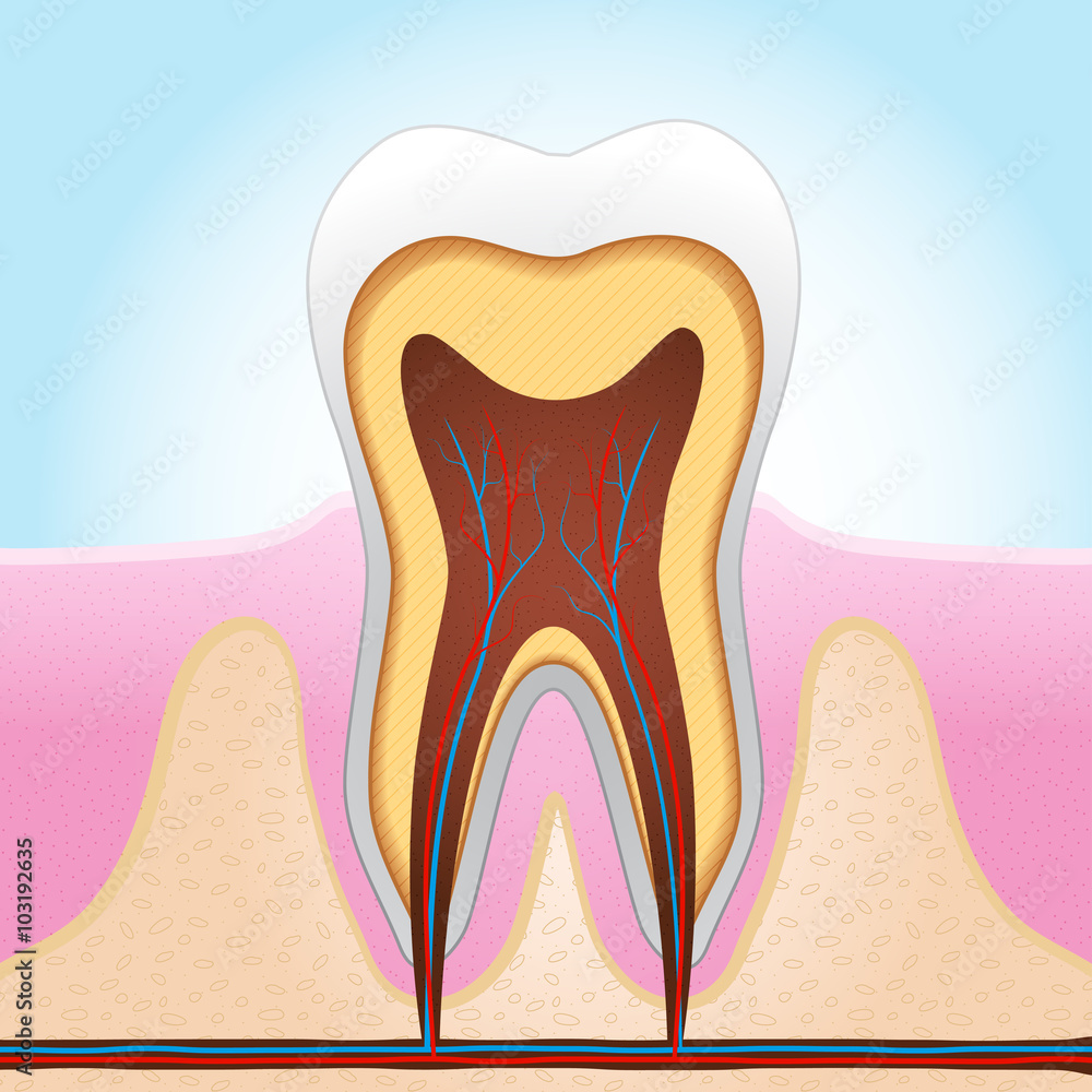 Tooth section medical illustration Tooth section medical illustration