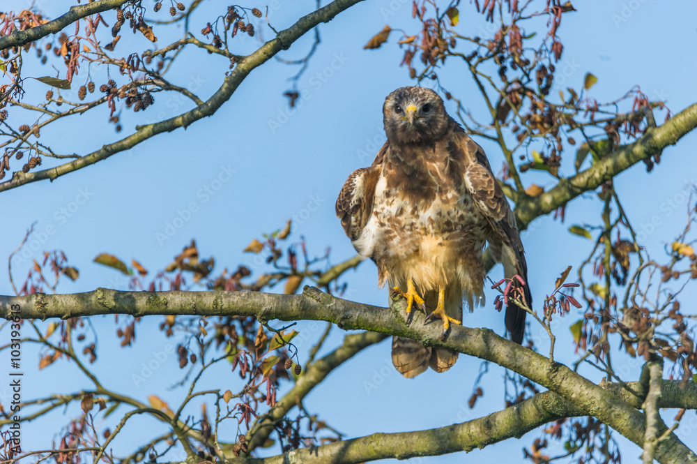 Mäusebussard auf einem Ast rüttelt sein Federkleid Mäusebussard auf einem Ast rüttelt sein Federkleid
