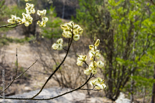 Tree branch with blooming yellow buds. © Valery Smirnov
